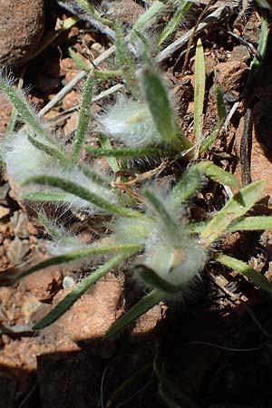 Plantago cretica, Kretischer Wegerich