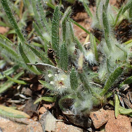 Plantago cretica \ Kretischer Wegerich / Cretan Plantain, Rhodos/Rhodes Moni Artamiti 27.3.2023