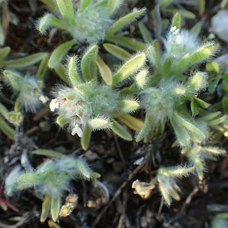 Plantago cretica \ Kretischer Wegerich / Cretan Plantain, Rhodos/Rhodes Moni Artamiti 27.3.2023