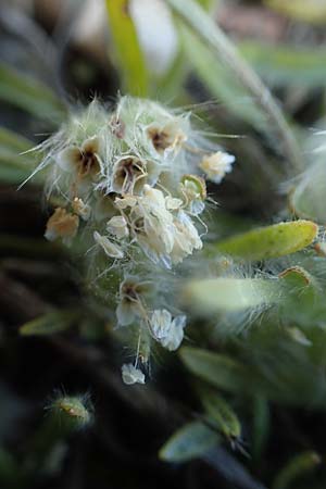 Plantago cretica \ Kretischer Wegerich / Cretan Plantain, Rhodos/Rhodes Moni Artamiti 27.3.2023