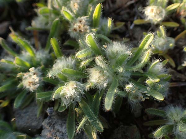Plantago cretica \ Kretischer Wegerich / Cretan Plantain, Rhodos/Rhodes Moni Artamiti 27.3.2023