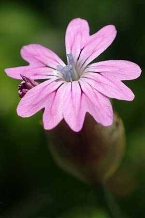 Petrorhagia dubia \ Samt-Felsennelke / Hairy Pink, Velvet Pink, Rhodos/Rhodes Archangelos 17.3.2023
