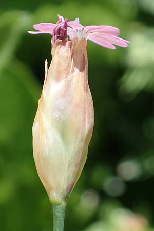Petrorhagia dubia \ Samt-Felsennelke / Hairy Pink, Velvet Pink, Rhodos/Rhodes Archangelos 17.3.2023