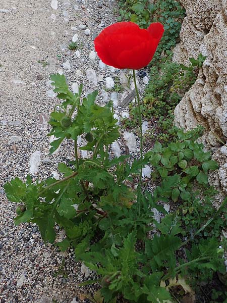 Papaver guerlekense \ Rotborstiger Mohn / Rusty-Haired Poppy, Rhodos/Rhodes City 28.3.2023