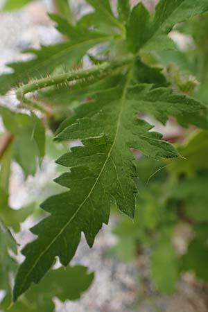 Papaver guerlekense \ Rotborstiger Mohn / Rusty-Haired Poppy, Rhodos/Rhodes City 28.3.2023