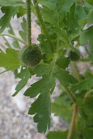Papaver guerlekense \ Rotborstiger Mohn / Rusty-Haired Poppy, Rhodos/Rhodes City 28.3.2023
