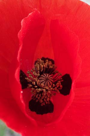 Papaver guerlekense \ Rotborstiger Mohn / Rusty-Haired Poppy, Rhodos/Rhodes City 28.3.2023