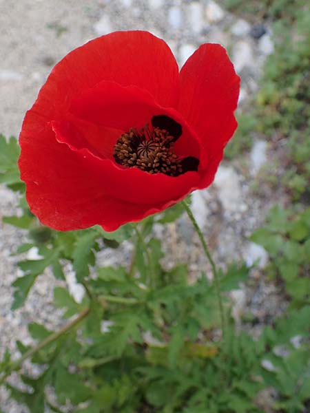 Papaver guerlekense \ Rotborstiger Mohn / Rusty-Haired Poppy, Rhodos/Rhodes City 28.3.2023