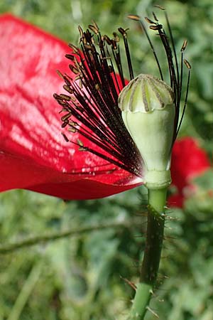 Papaver guerlekense \ Rotborstiger Mohn / Rusty-Haired Poppy, Rhodos/Rhodes City 28.3.2023