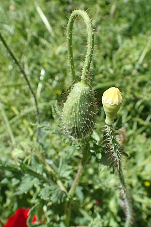 Papaver guerlekense \ Rotborstiger Mohn / Rusty-Haired Poppy, Rhodos/Rhodes City 28.3.2023