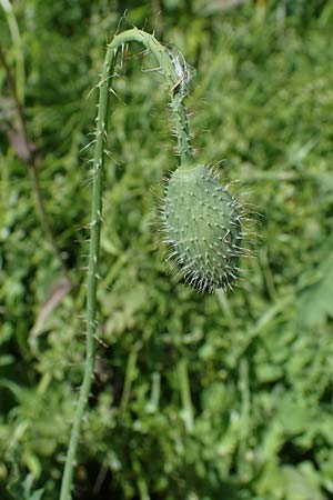 Papaver guerlekense \ Rotborstiger Mohn / Rusty-Haired Poppy, Rhodos/Rhodes City 28.3.2023