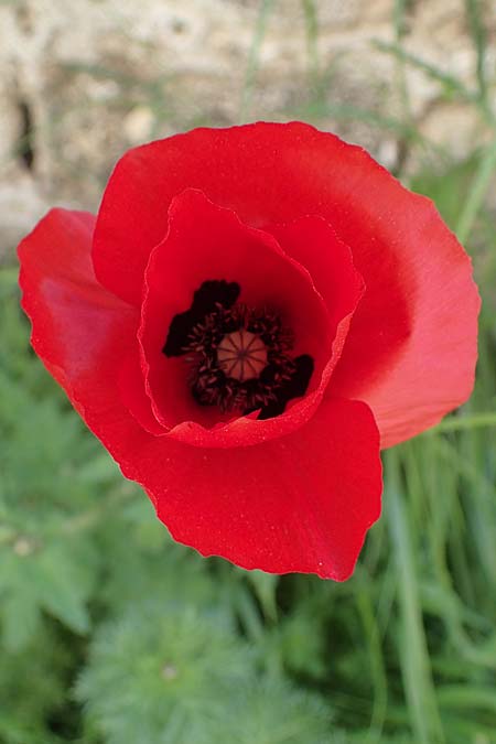 Papaver guerlekense \ Rotborstiger Mohn / Rusty-Haired Poppy, Rhodos/Rhodes City 28.3.2023