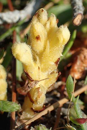 Phelipanche hedypnoidis \ R&ouml;hrchenkraut-Sommerwurz / Cretan Weed Broomrape, Rhodos/Rhodes Fourni Beach 31.3.2019