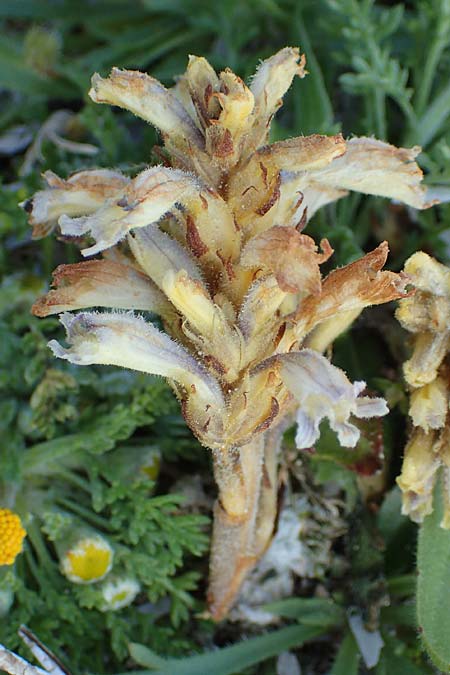 Phelipanche hedypnoidis \ R&ouml;hrchenkraut-Sommerwurz / Cretan Weed Broomrape, Rhodos/Rhodes Fourni Beach 31.3.2019