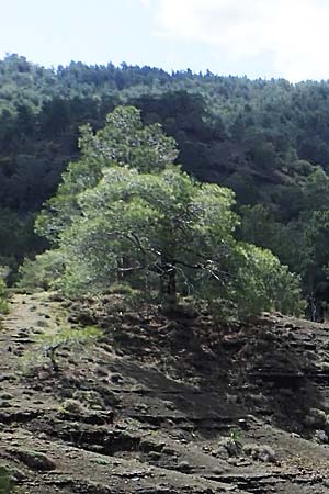 Pinus brutia \ Kalabrische Kiefer, Brutia-Kiefer / Calabrian Pine, Rhodos/Rhodes Moni Artamiti 16.3.2023