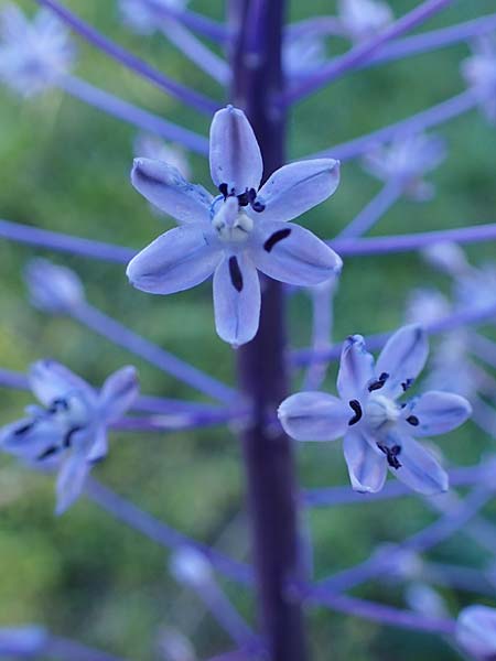 Scilla hyacinthoides \ Hyazinthen-Blaustern / Hyacinth Squill, Wood Squill, Rhodos/Rhodes Mount Smith 18.3.2023