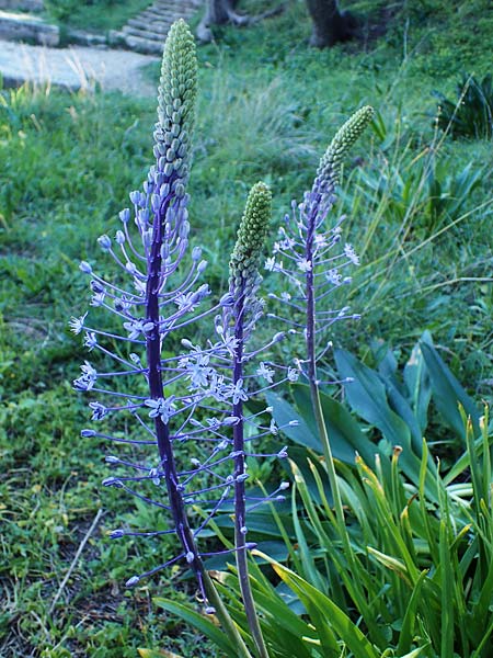 Scilla hyacinthoides \ Hyazinthen-Blaustern / Hyacinth Squill, Wood Squill, Rhodos/Rhodes Mount Smith 18.3.2023