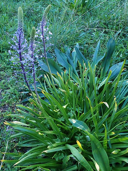Scilla hyacinthoides \ Hyazinthen-Blaustern / Hyacinth Squill, Wood Squill, Rhodos/Rhodes Mount Smith 18.3.2023