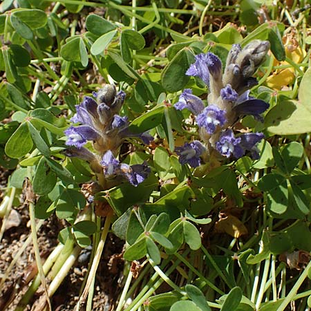 Phelipanche mutelii \ Mutels &Auml;stige Sommerwurz / Mutel's Hemp Broomrape, Rhodos/Rhodes Lindos 20.3.2023