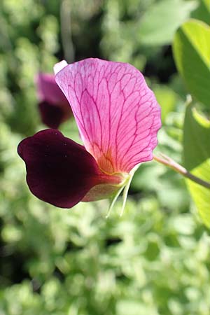 Lathyrus oleraceus subsp. biflorus \ Wilde Erbse, Feld-Erbse / Field Pea, Rhodos Embona 31.3.2019