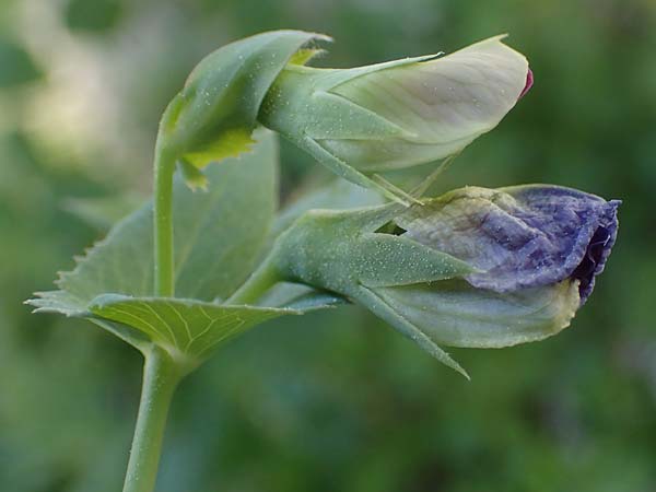 Lathyrus oleraceus subsp. biflorus \ Wilde Erbse, Feld-Erbse / Field Pea, Rhodos Lindos 25.3.2023