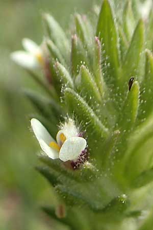 Parentucellia latifolia \ Breitbl�ttrige Parentucellia / Broadleaf Glandweed, Rhodos/Rhodes Epta Piges 27.3.2019