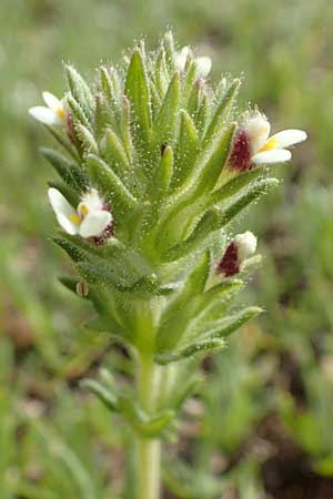 Parentucellia latifolia \ Breitbl�ttrige Parentucellia / Broadleaf Glandweed, Rhodos/Rhodes Epta Piges 27.3.2019
