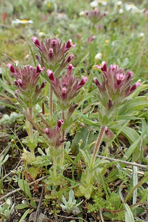 Parentucellia latifolia \ Breitbl�ttrige Parentucellia / Broadleaf Glandweed, Rhodos/Rhodes Profilia 5.4.2019
