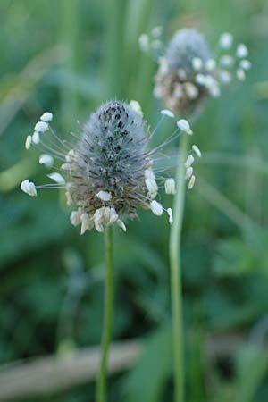 Plantago lagopus \ Hasenfu-Wegerich / Hare's Foot Plantain, Rhodos Haraki 15.3.2023