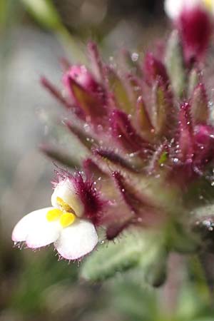 Parentucellia latifolia \ Breitbl�ttrige Parentucellia / Broadleaf Glandweed, Rhodos/Rhodes Kolymbia 18.3.2023