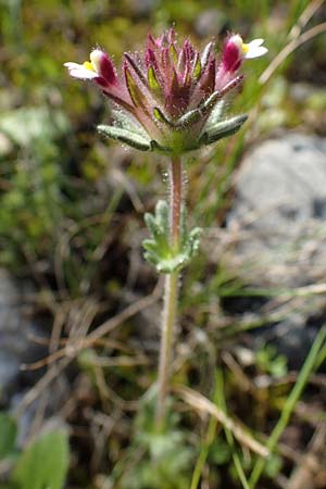 Parentucellia latifolia \ Breitbl�ttrige Parentucellia / Broadleaf Glandweed, Rhodos/Rhodes Kolymbia 18.3.2023