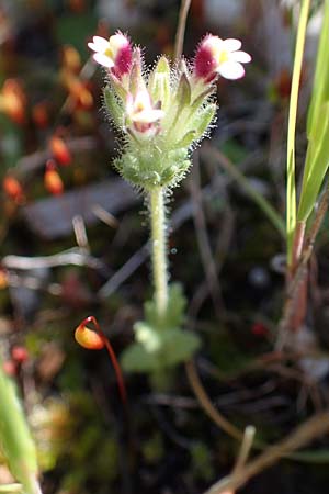 Parentucellia latifolia \ Breitbl�ttrige Parentucellia / Broadleaf Glandweed, Rhodos/Rhodes Kolymbia 18.3.2023