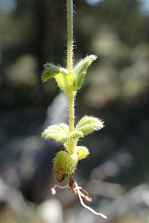Parentucellia latifolia \ Breitbl�ttrige Parentucellia / Broadleaf Glandweed, Rhodos/Rhodes Kolymbia 18.3.2023