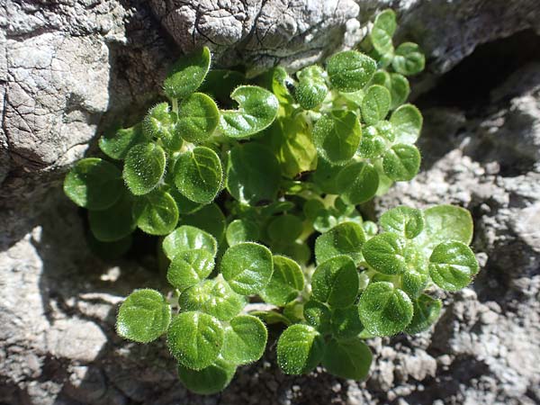 Parietaria cretica \ Kretisches Glaskraut / Cretan Pellitory-of-the-Wall, Rhodos/Rhodes Skoutouljaris - Schlucht / Gorge 19.3.2023