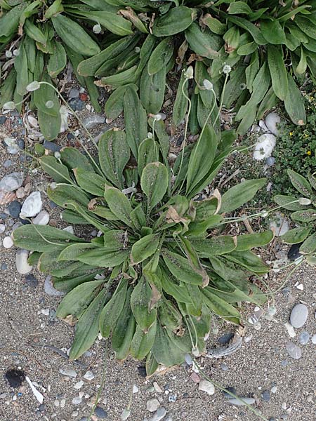 Plantago lagopus \ Hasenfu-Wegerich / Hare's Foot Plantain, Rhodos Kamiros 22.3.2023