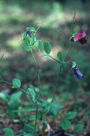 Lathyrus oleraceus subsp. biflorus \ Wilde Erbse, Feld-Erbse / Field Pea, Rhodos Profitis Ilias 3.5.1987