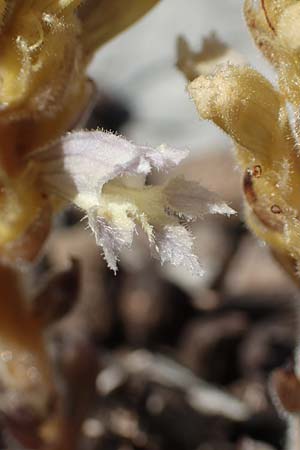 Phelipanche schultzii \ Schultz' Sommerwurz / Schultz' Broomrape, Rhodos Tsambika 30.3.2019
