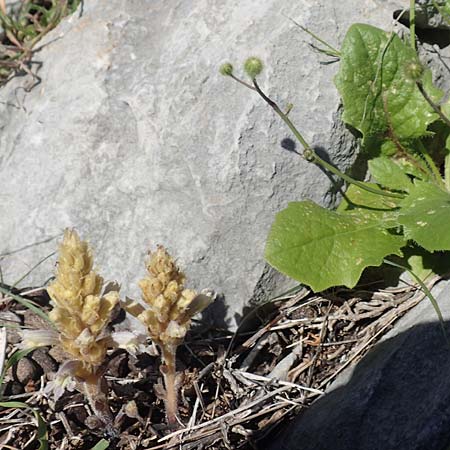 Phelipanche schultzii \ Schultz' Sommerwurz / Schultz' Broomrape, Rhodos Tsambika 30.3.2019
