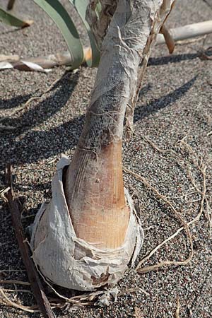 Pancratium maritimum \ Pankrazlilie, Dnen-Trichternarzisse, Rhodos Apolakkia 3.4.2019