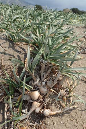 Pancratium maritimum \ Pankrazlilie, Dnen-Trichternarzisse, Rhodos Apolakkia 3.4.2019