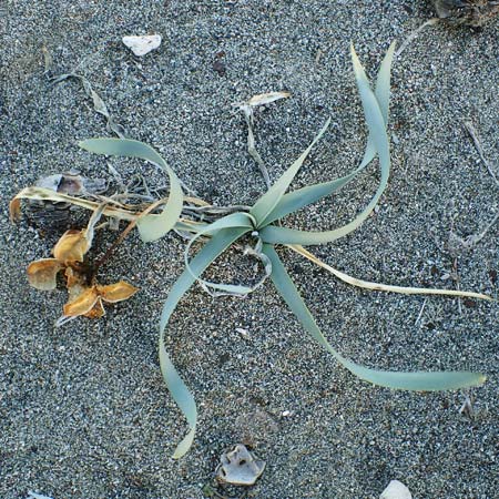 Pancratium maritimum \ Pankrazlilie, Dnen-Trichternarzisse, Rhodos Haraki 15.3.2023