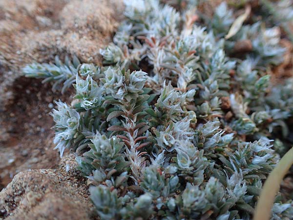 Paronychia capitata \ Kopfige Mauermiere / Head Nailwort, Rhodos/Rhodes Lindos 20.3.2023