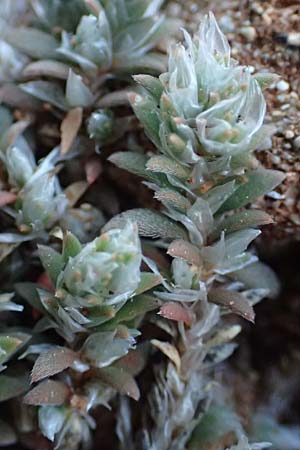 Paronychia capitata \ Kopfige Mauermiere / Head Nailwort, Rhodos/Rhodes Lindos 20.3.2023