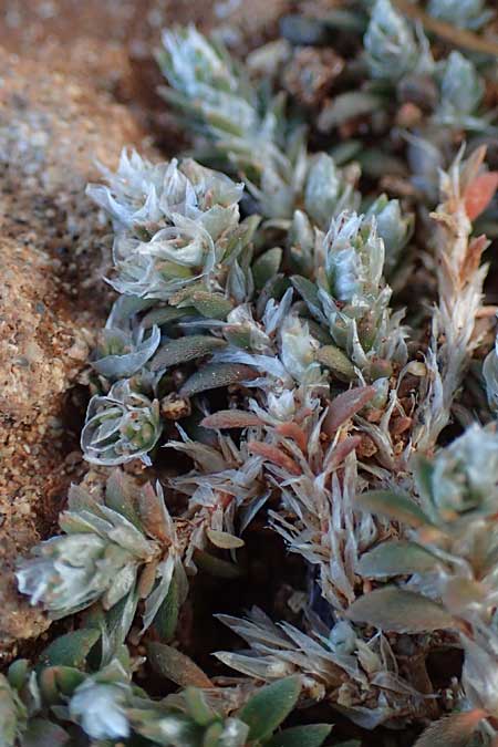 Paronychia capitata \ Kopfige Mauermiere / Head Nailwort, Rhodos/Rhodes Lindos 20.3.2023