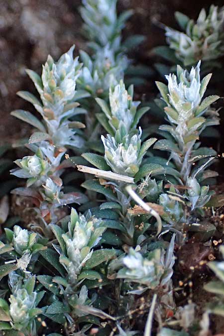 Paronychia capitata \ Kopfige Mauermiere / Head Nailwort, Rhodos/Rhodes Lindos 20.3.2023