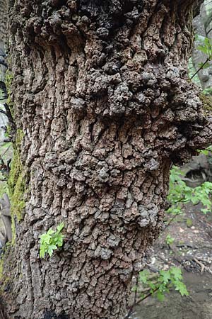 Platanus orientalis \ Orientalische Platane / Oriental Plane-Tree, Rhodos Petaloudes 4.4.2019