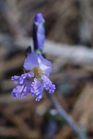 Polygala venulosa \ Geaderte Kreuzblume, Geadertes Kreuzbl&uuml;mchen / Eastern Milkwort, Rhodos/Rhodes Pastida 18.3.2023