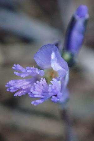 Polygala venulosa \ Geaderte Kreuzblume, Geadertes Kreuzbl&uuml;mchen / Eastern Milkwort, Rhodos/Rhodes Pastida 18.3.2023