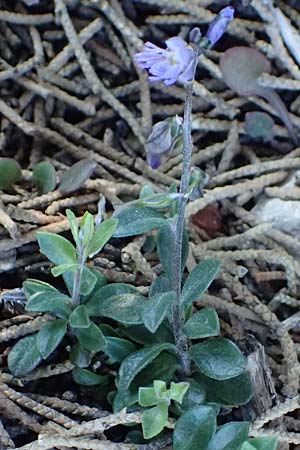 Polygala venulosa \ Geaderte Kreuzblume, Geadertes Kreuzbl&uuml;mchen / Eastern Milkwort, Rhodos/Rhodes Pastida 18.3.2023