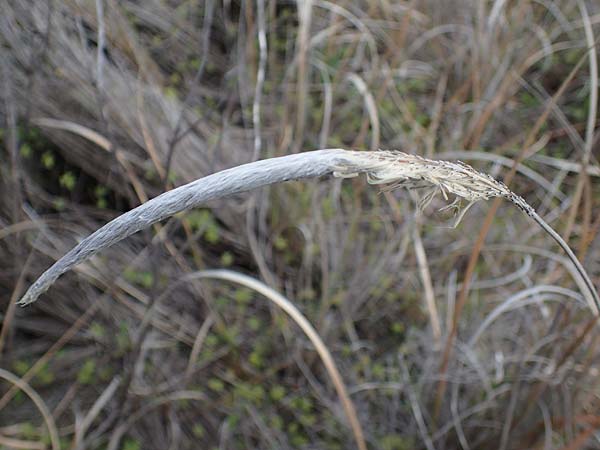 Calamagrostis arenaria \ Strand-Hafer / European Marram Grass, European Beach Grass, Rhodos Kamiros 22.3.2023